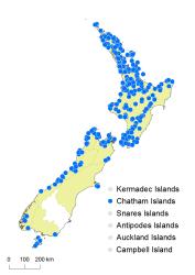 Tmesipteris elongata distribution map based on databased records at AK, CHR and WELT.
 Image: K. Boardman © Landcare Research 2014 CC BY 3.0 NZ